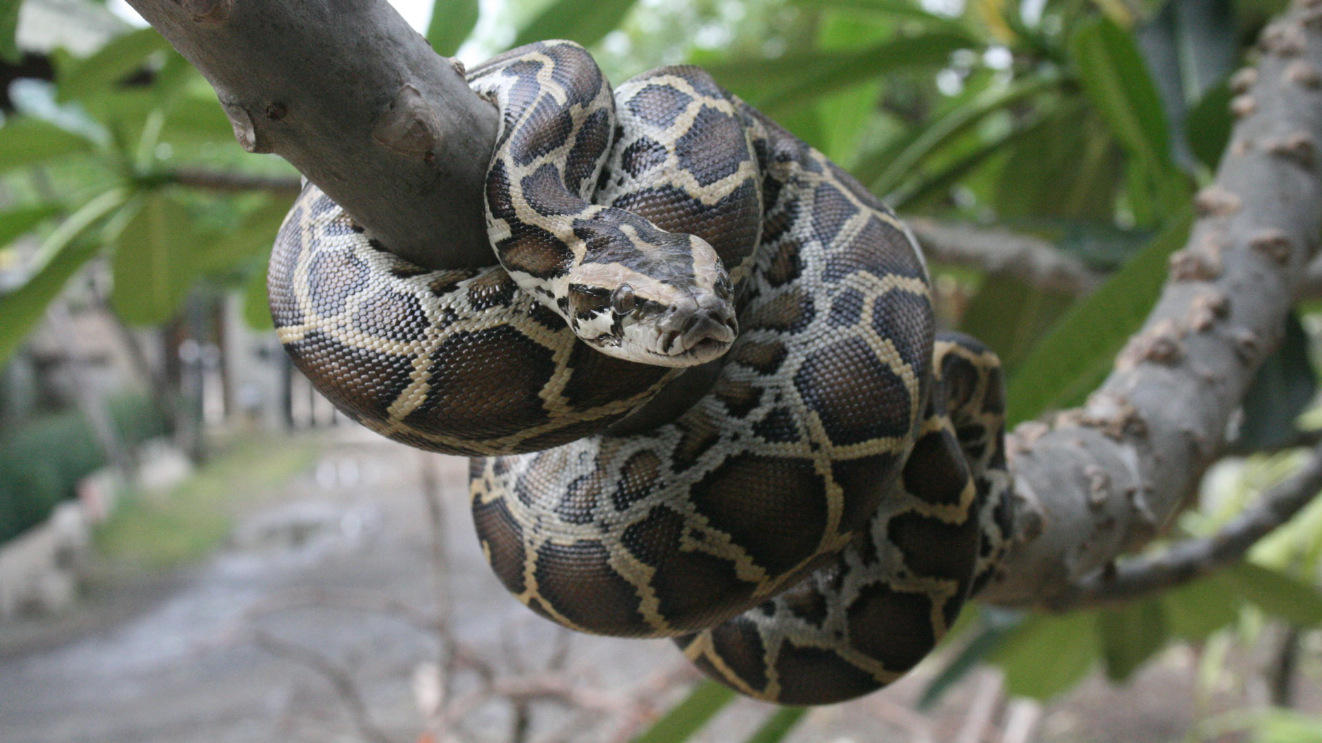 Lifestyle drives snake similarities in boas and pythons