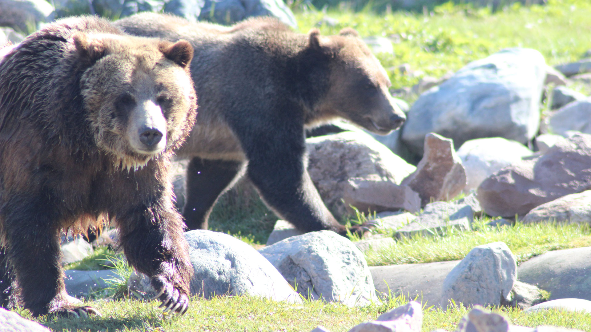 Rao Quick Detach Brown Bears Photo By Rao