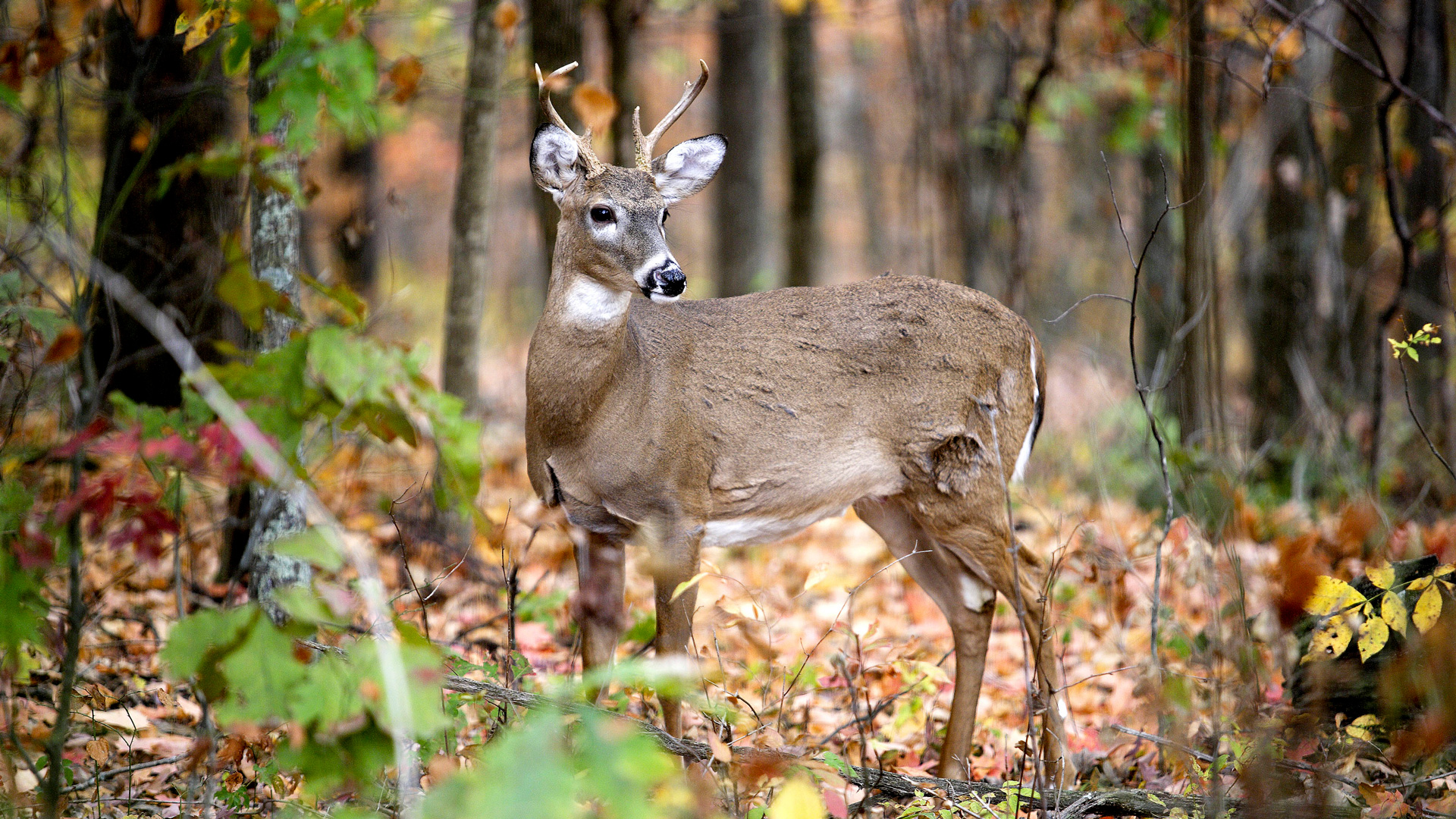 The Elusive Whitetail Deer