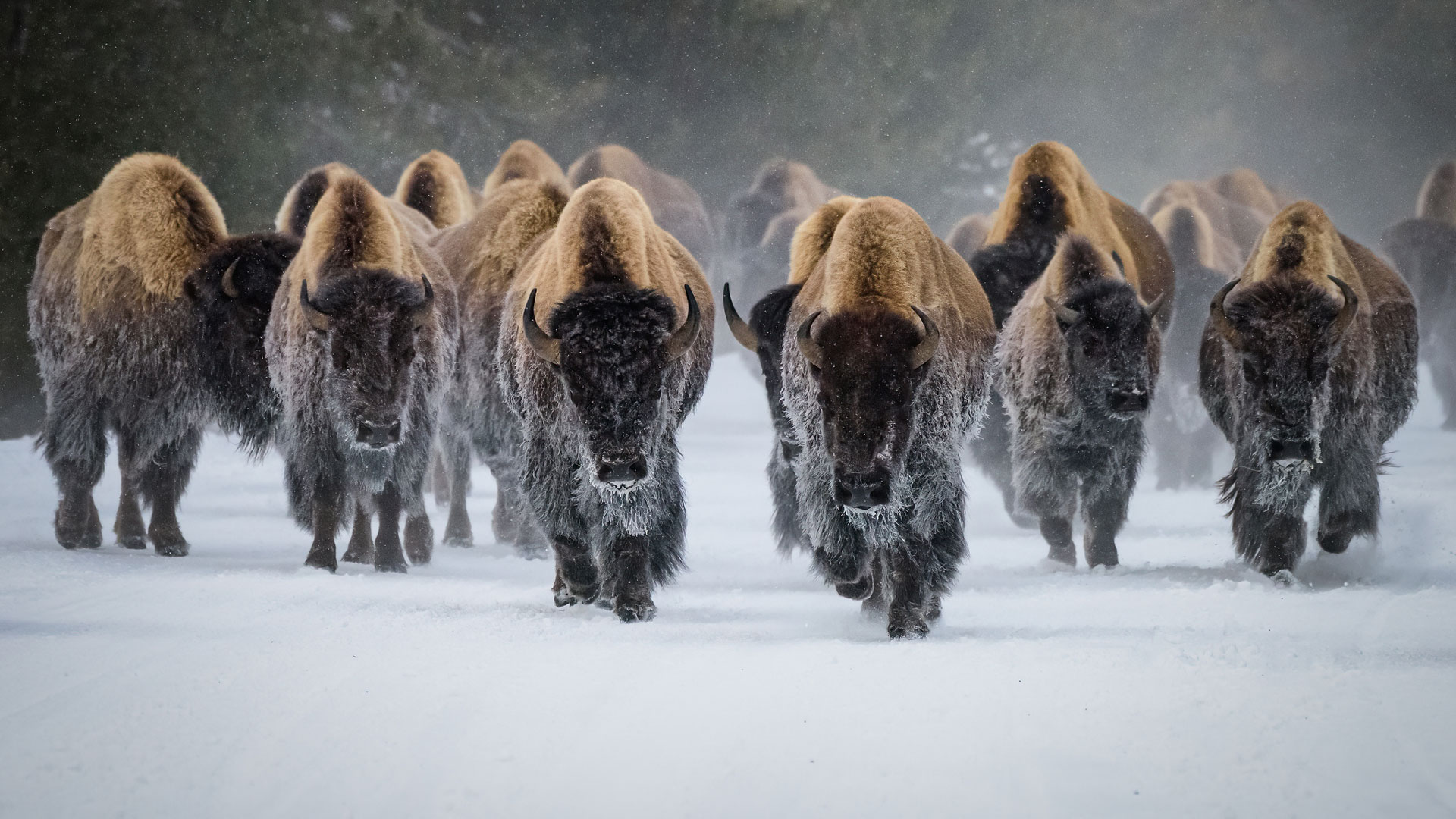 Deering American Bison Istock 1381424521