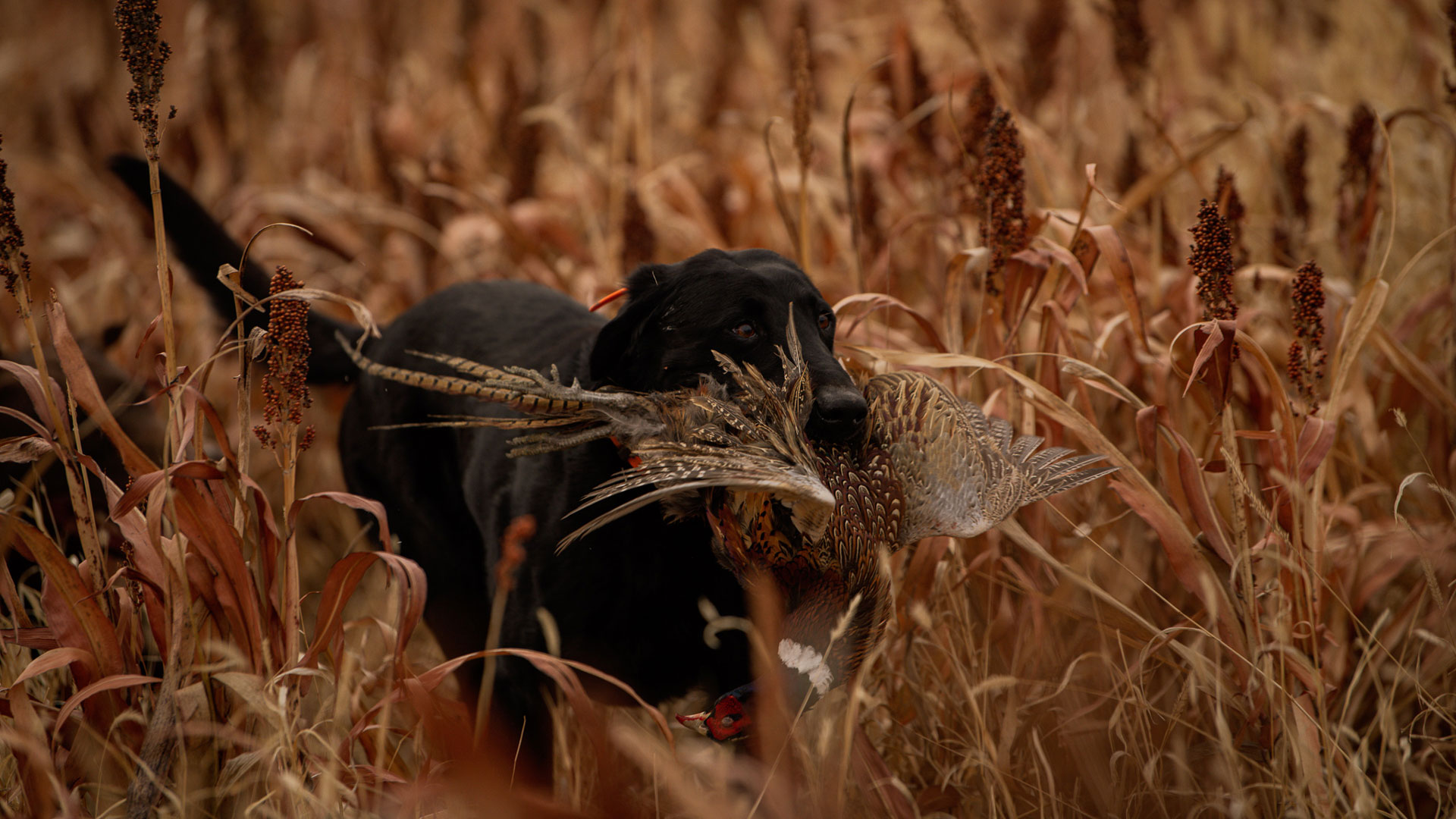 Pheasant Hunting: Choosing the Correct Choke