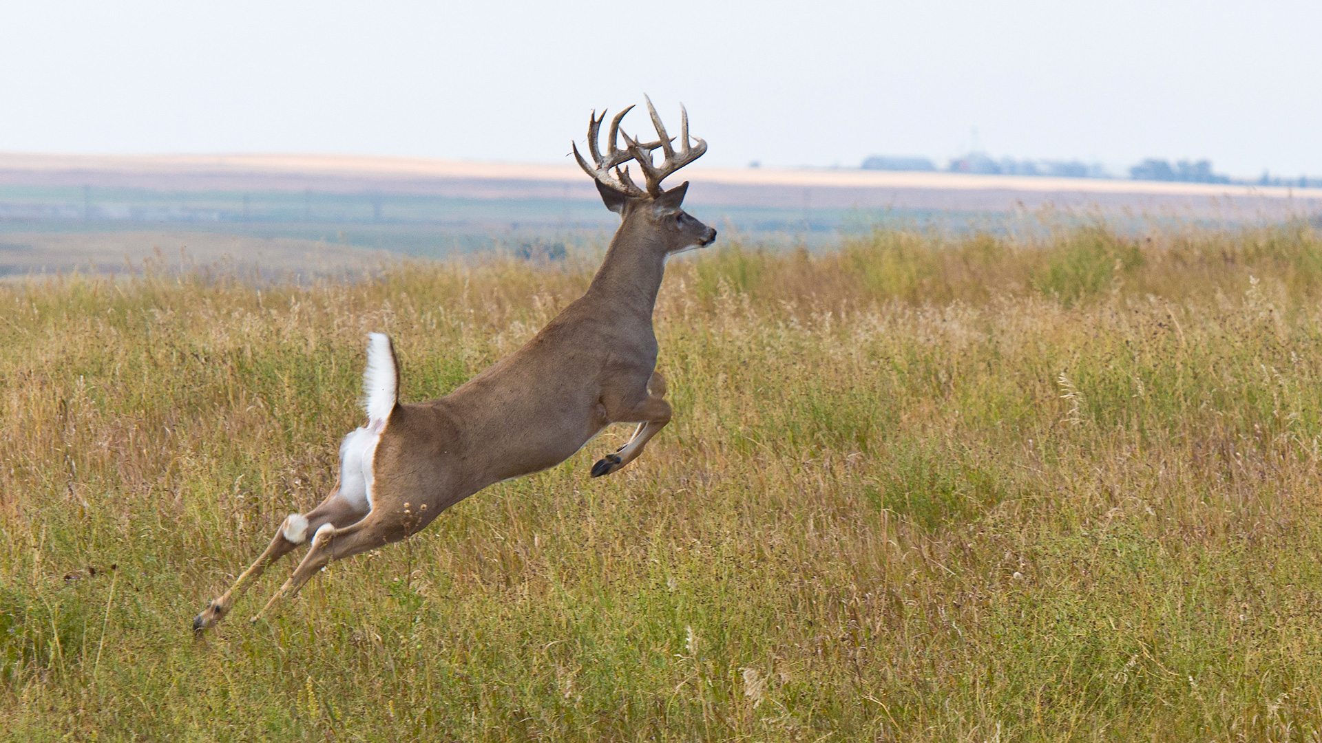 NRA Women | Hunting Dilemma: When the Deer Crosses the Property Line